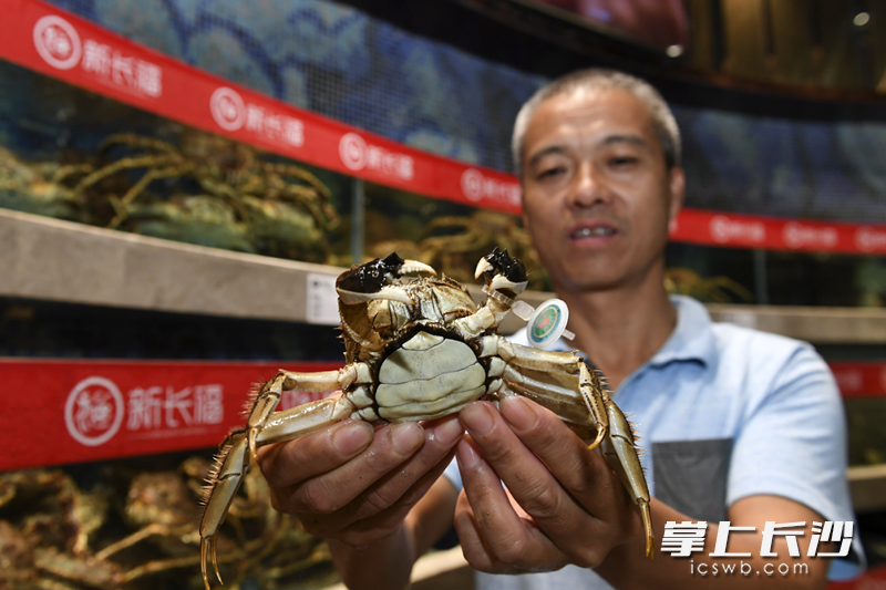 食材供应地直通餐饮终端,阳澄湖的头担蟹凌晨下网,今天中午就直达长沙市民的餐桌。 图片均为长沙晚报记者 王志伟 摄 食材供应地直通餐饮终端,阳澄湖的头担蟹凌晨下网,今天中午就直达长沙市民的餐桌。 图片均为长沙晚报记者 王志伟 摄
