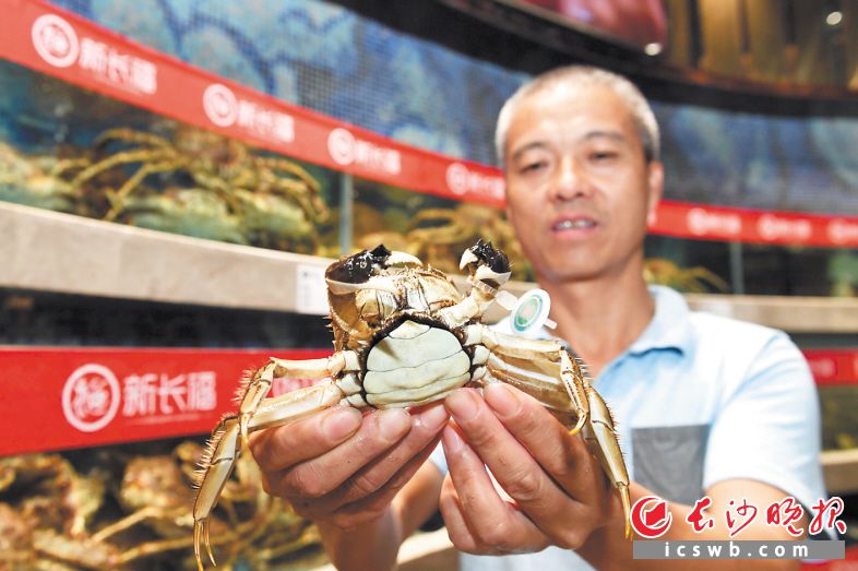 食材供应地直通餐饮终端,阳澄湖的头担蟹昨日凌晨下网,中午就爬上了长沙市民的餐桌。长沙晚报记者 王志伟 摄 食材供应地直通餐饮终端,阳澄湖的头担蟹昨日凌晨下网,中午就爬上了长沙市民的餐桌。长沙晚报记者 王志伟 摄