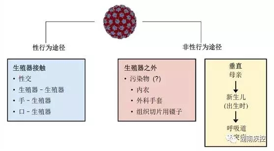 HPV的传播方式