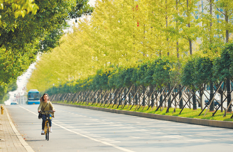 骑行在芙蓉北路上金黄的银杏树行道中,满眼是风景。