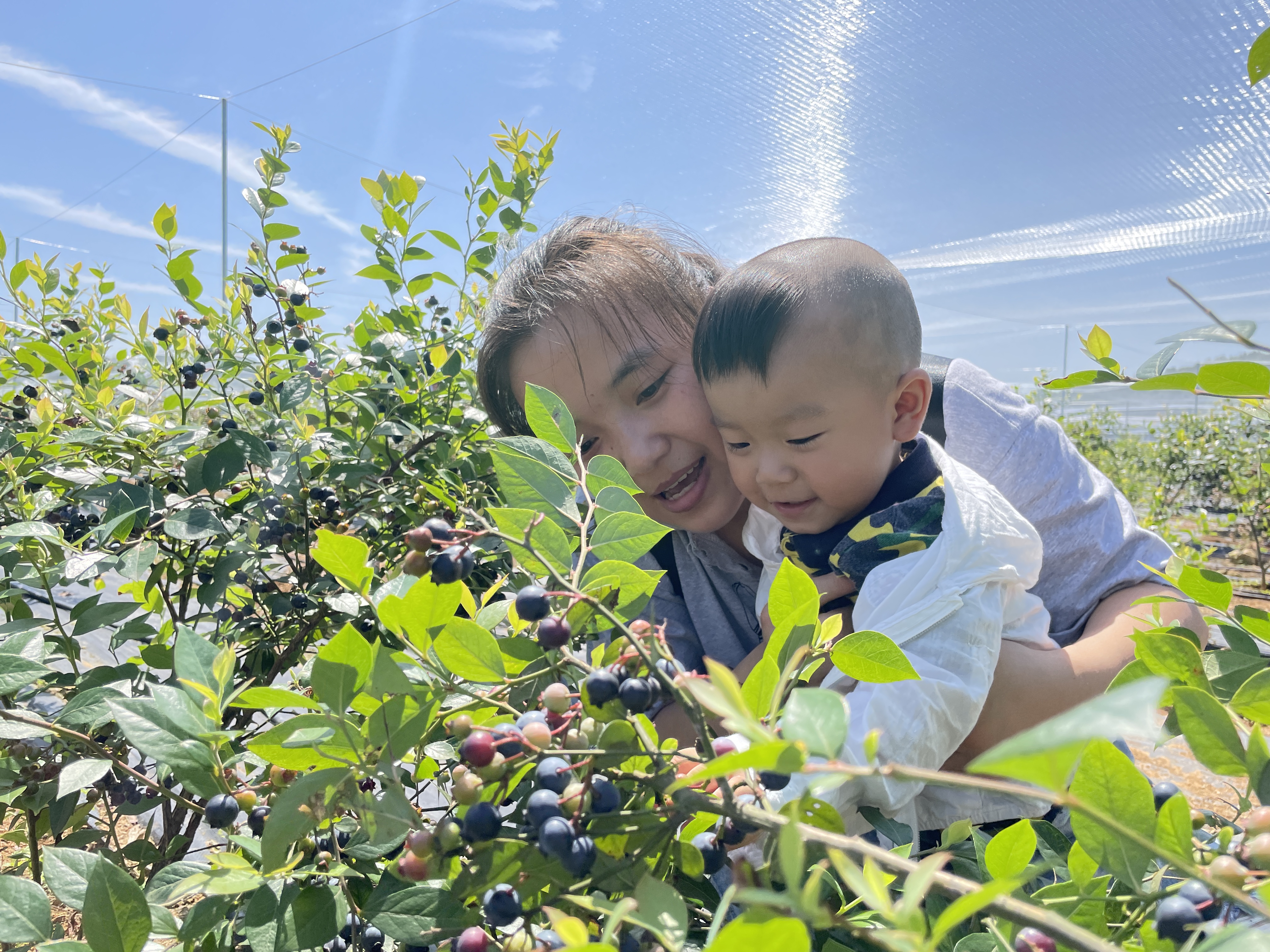 游客带着孩子在坝塘镇蓝美谷的蓝莓基地采摘蓝莓。 长沙晚报全媒体记者 聂映荣 摄 游客带着孩子在坝塘镇蓝美谷的蓝莓基地采摘蓝莓。 长沙晚报全媒体记者 聂映荣 摄
