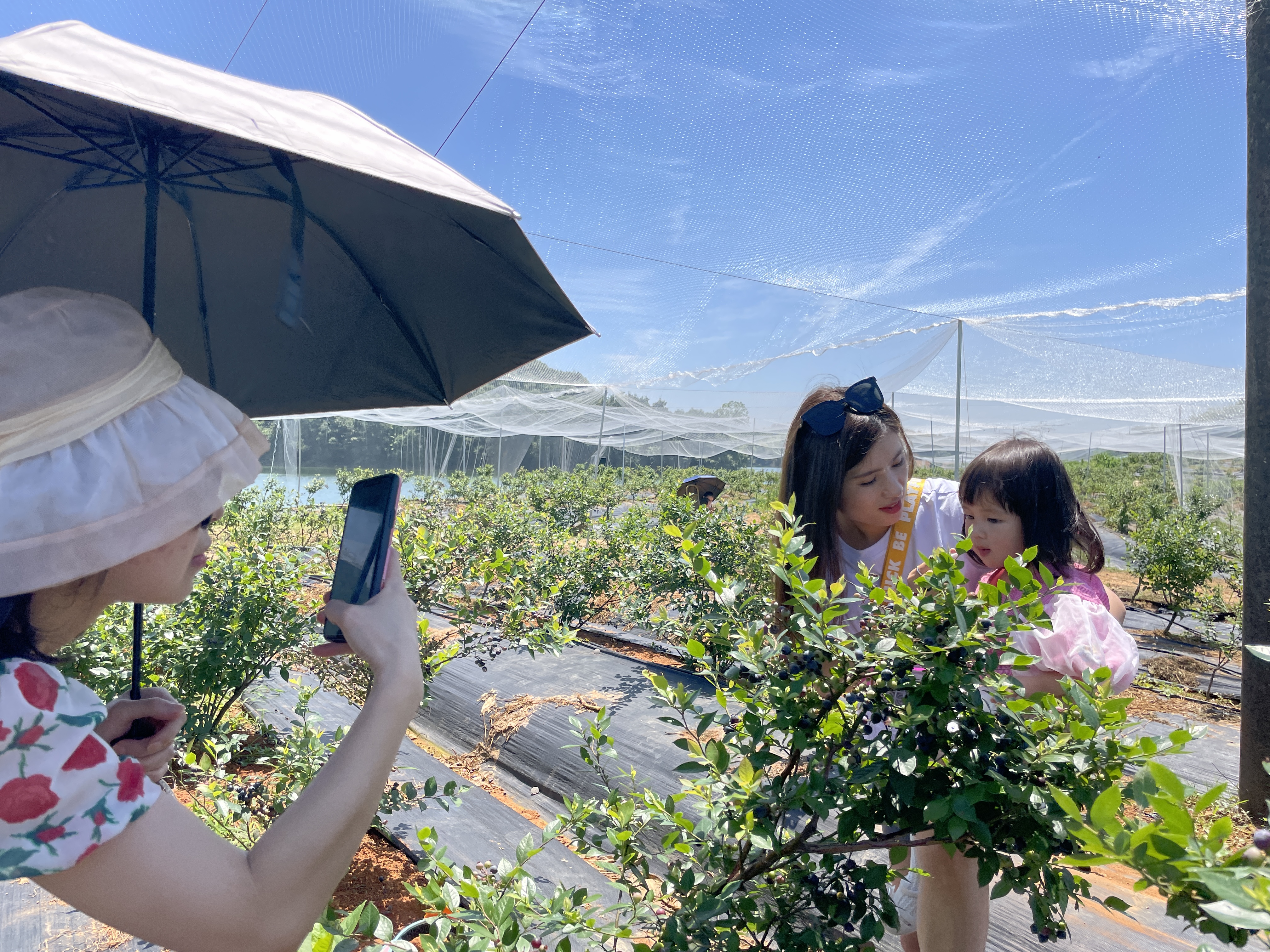 游客们一边采摘蓝莓,一边拍照留念。 长沙晚报全媒体记者 聂映荣 摄 游客们一边采摘蓝莓,一边拍照留念。 长沙晚报全媒体记者 聂映荣 摄