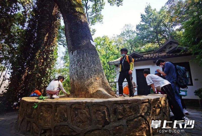 23日,长沙市林业局和长沙晚报社联合开展的“发现古树名木之美”活动走进岳麓山。均为长沙晚报通讯员 陈敏 供图 23日,长沙市林业局和长沙晚报社联合开展的“发现古树名木之美”活动走进岳麓山。均为长沙晚报通讯员 陈敏 供图