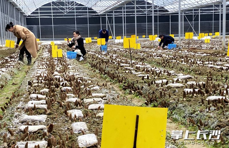 湖南迪为农业科技有限公司羊肚菌栽培种植基地的6个连体大棚已经出菇。均为长沙晚报全媒体记者 贺文兵 摄 湖南迪为农业科技有限公司羊肚菌栽培种植基地的6个连体大棚已经出菇。均为长沙晚报全媒体记者 贺文兵 摄