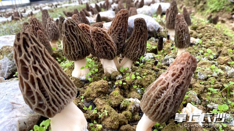 羊肚菌如同一把把小伞。 羊肚菌如同一把把小伞。