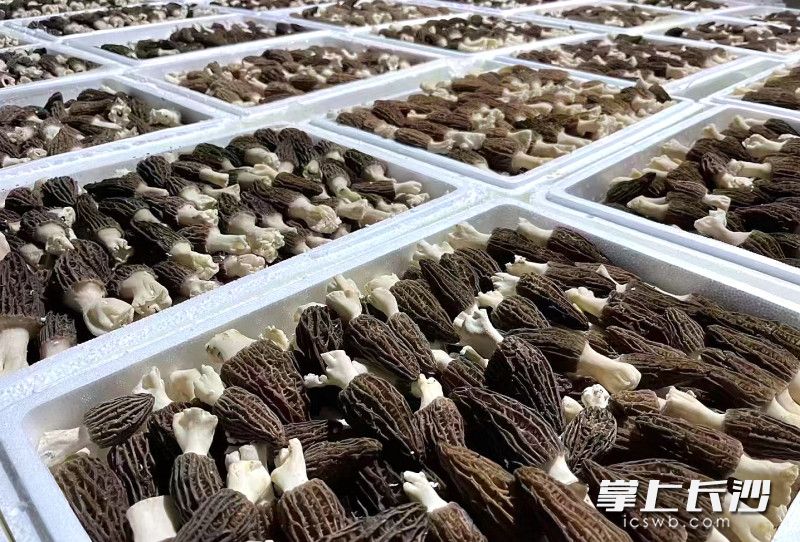 羊肚菌装箱后准备上市。 羊肚菌装箱后准备上市。
