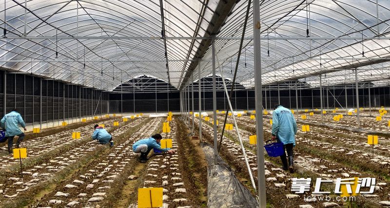 工人正在采收羊肚菌。 工人正在采收羊肚菌。