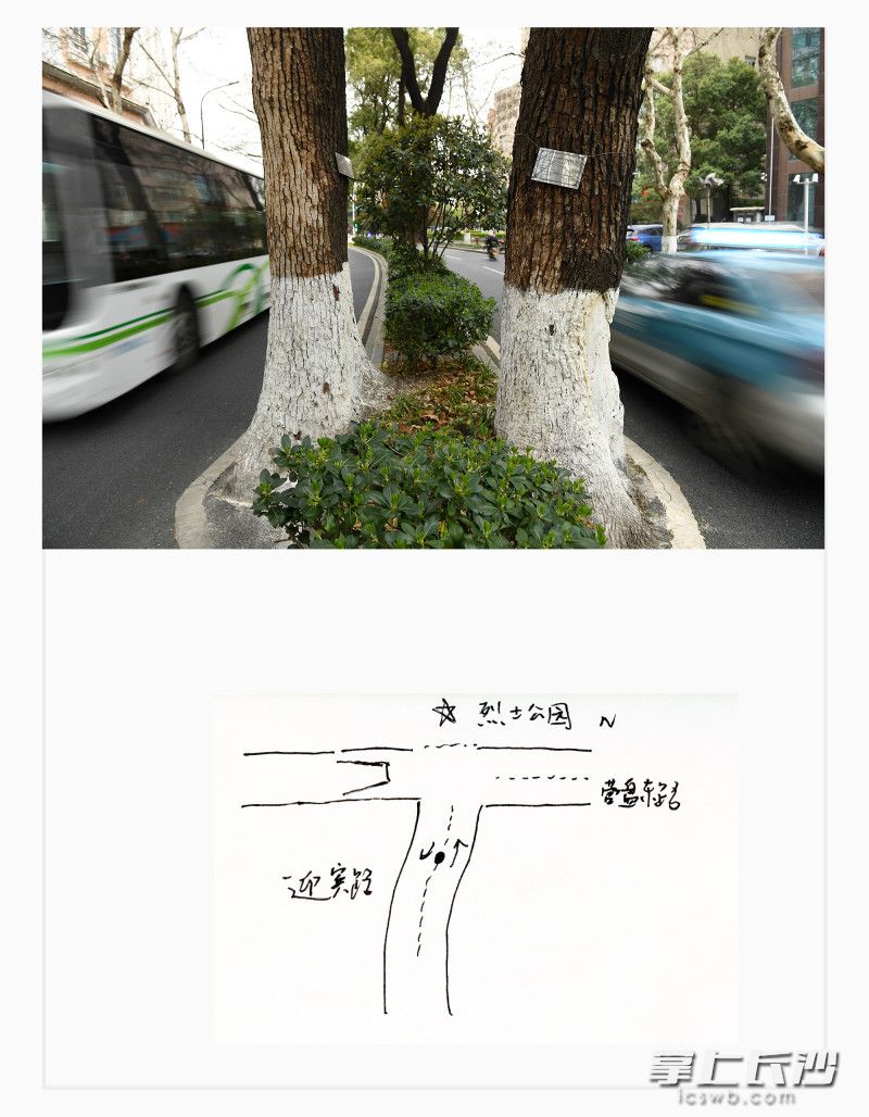 芙蓉区迎宾路,道路中间,两棵樟树。80余岁 芙蓉区迎宾路,道路中间,两棵樟树。80余岁