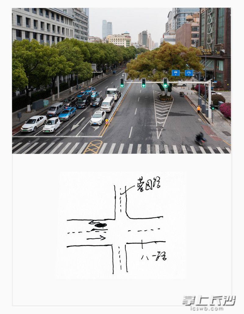 芙蓉区八一路,东往西方向,樟树,100余岁。 芙蓉区八一路,东往西方向,樟树,100余岁。