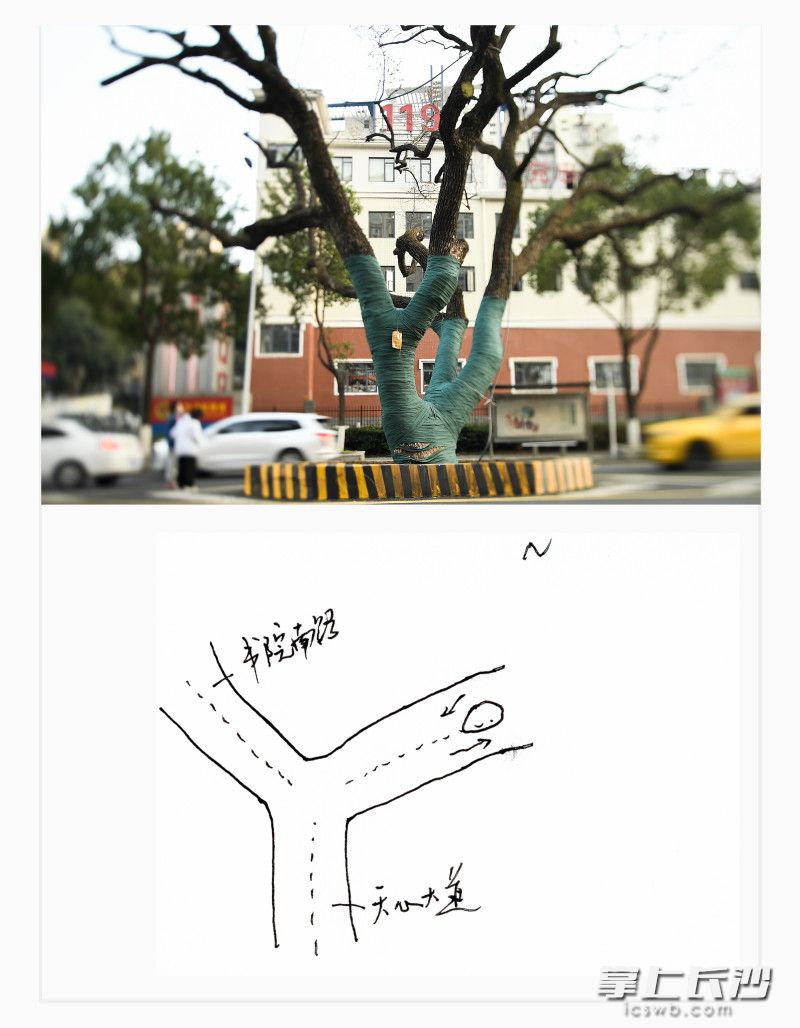 天心区赤岭路,东往西方向,樟树,100余岁。 天心区赤岭路,东往西方向,樟树,100余岁。