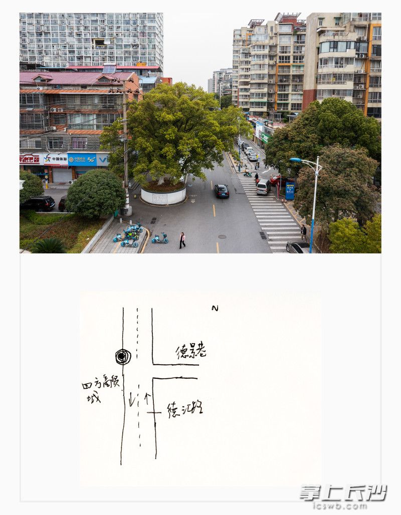 开福区德汇路,樟树,160余岁。 开福区德汇路,樟树,160余岁。