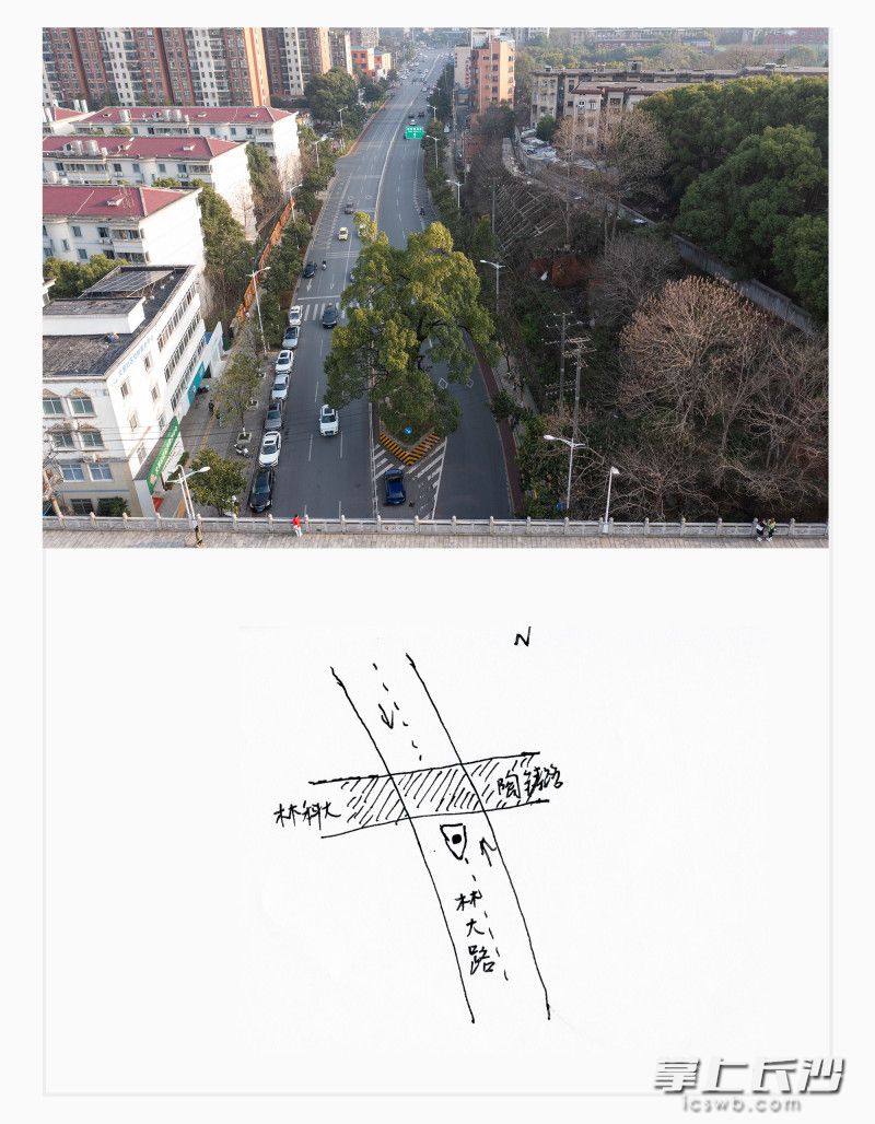 天心区林大路,樟树,100余岁。 天心区林大路,樟树,100余岁。