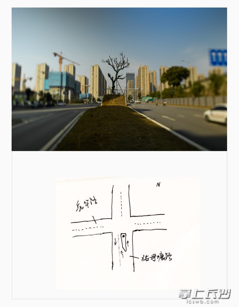 湘江新区佑母塘路,樟树,110余岁。 湘江新区佑母塘路,樟树,110余岁。