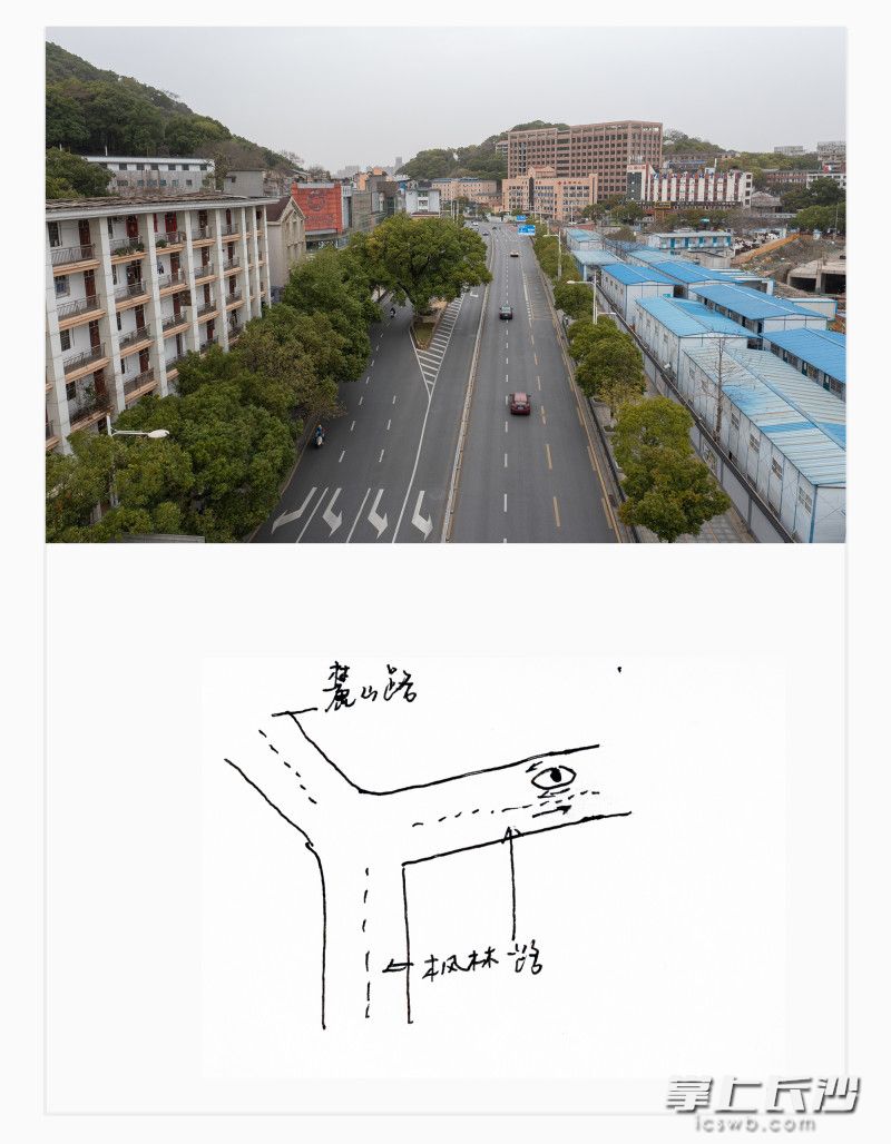湘江新区枫林一路,北往南方向,樟树,100多岁。 湘江新区枫林一路,北往南方向,樟树,100多岁。