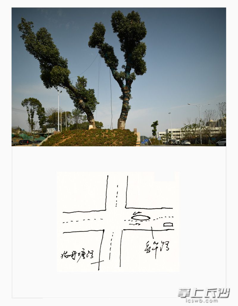 湘江新区岳华路,樟树,三棵。 湘江新区岳华路,樟树,三棵。