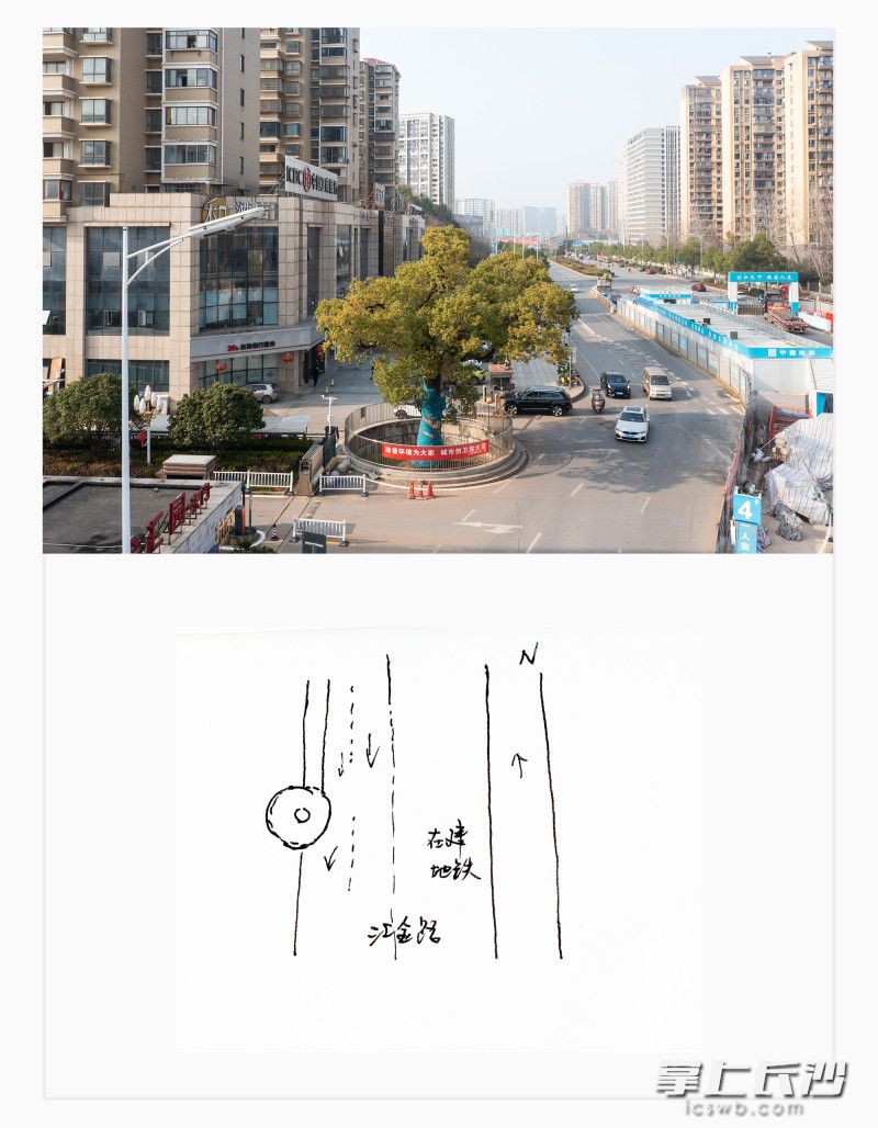 雨花区汇金路(古樟树社区),樟树,300余岁。 雨花区汇金路(古樟树社区),樟树,300余岁。