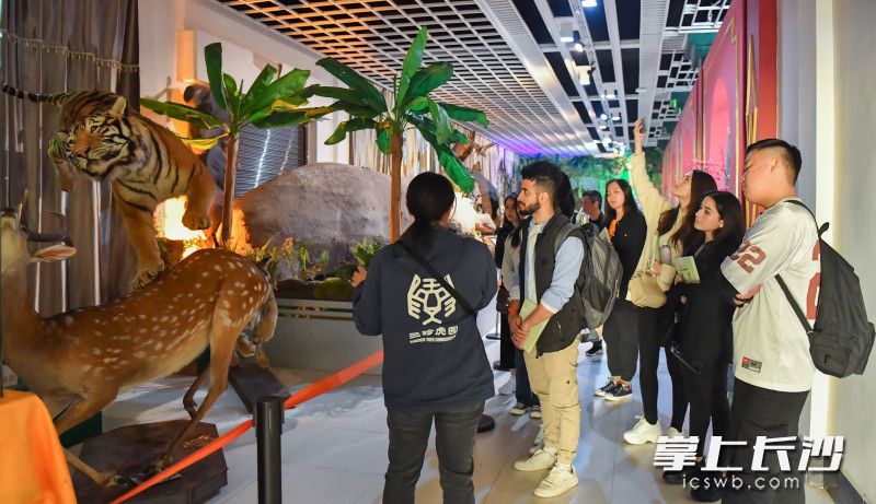 留学生们在三珍虎园标本馆参观。 留学生们在三珍虎园标本馆参观。