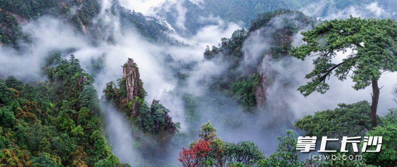 莽山五指峰云雾缭绕。  主办方供图