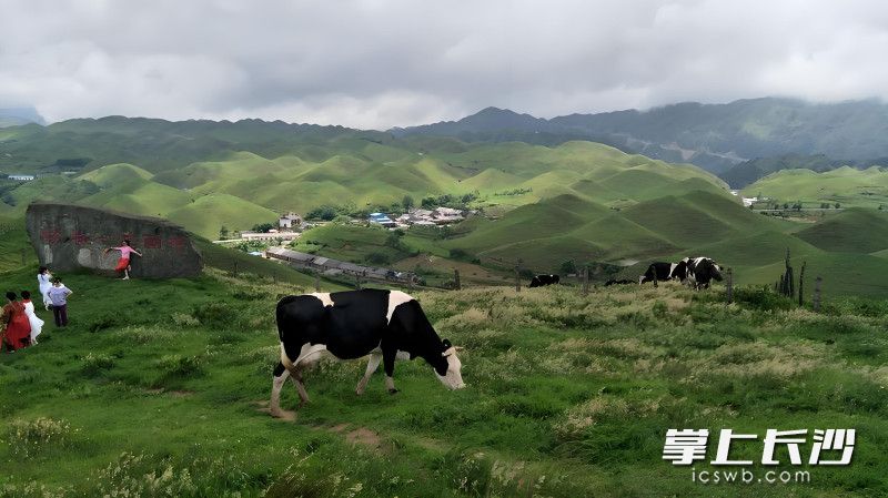 南山牧场。 南山牧场。