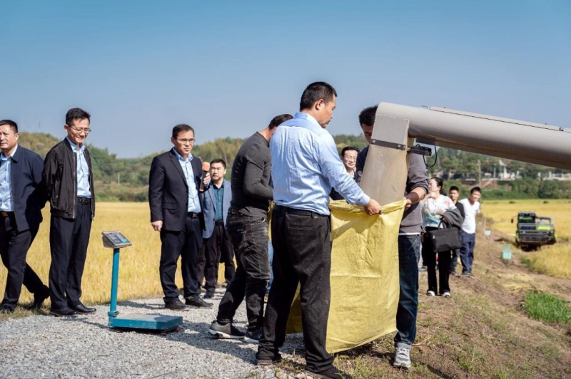 中联智慧农业水稻生产设施建设现场会测产现场。长沙晚报通讯员 杨牧意 供图 中联智慧农业水稻生产设施建设现场会测产现场。长沙晚报通讯员 杨牧意 供图