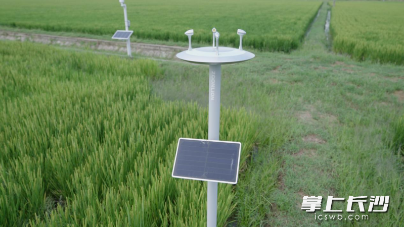 中联重科智慧农业赋能农业生产管理。 长沙晚报通讯员 李家宇 供图 中联重科智慧农业赋能农业生产管理。 长沙晚报通讯员 李家宇 供图
