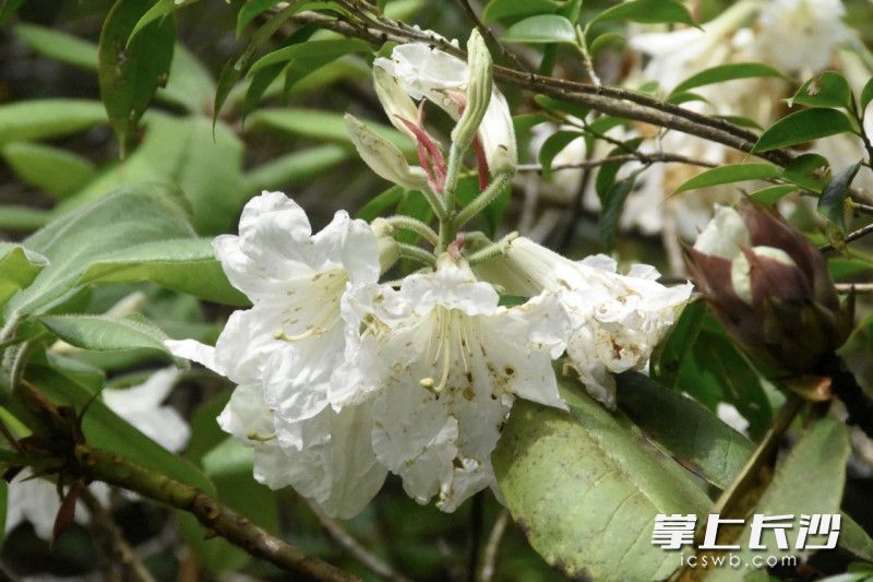 小溪洞杜鹃单花。均为省植物园 供图 小溪洞杜鹃单花。均为省植物园 供图