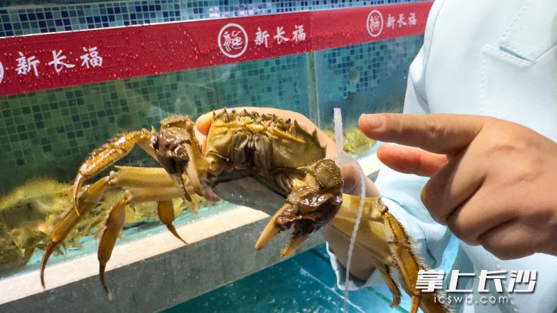 一只只青背白肚、金爪黄毛的阳澄湖大闸蟹鲜活有力,且每一只蟹都佩戴防伪蟹戒。 均为通讯员供图 一只只青背白肚、金爪黄毛的阳澄湖大闸蟹鲜活有力,且每一只蟹都佩戴防伪蟹戒。 均为通讯员供图