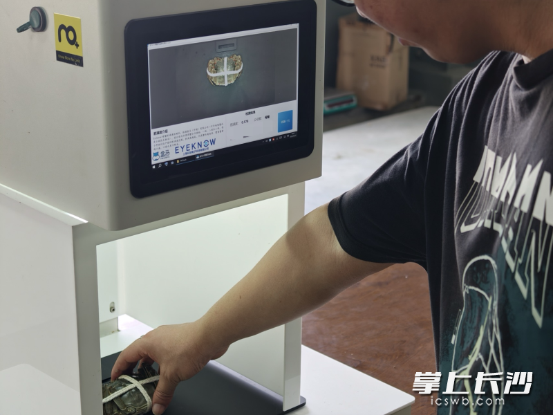 “电子验蟹师”可量化大闸蟹的肥满度。 受访者供图 “电子验蟹师”可量化大闸蟹的肥满度。 受访者供图