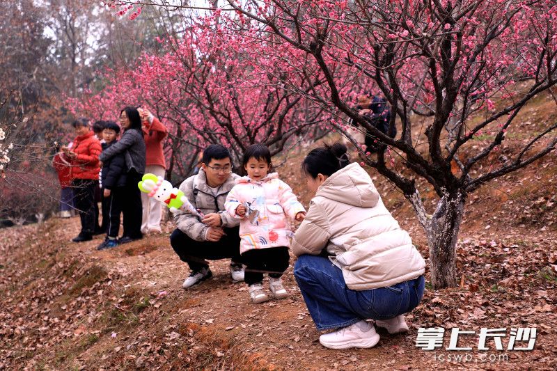 省植物园,梅花竞相绽放。均为长沙晚报全媒体记者 贺文兵 摄 省植物园,梅花竞相绽放。均为长沙晚报全媒体记者 贺文兵 摄