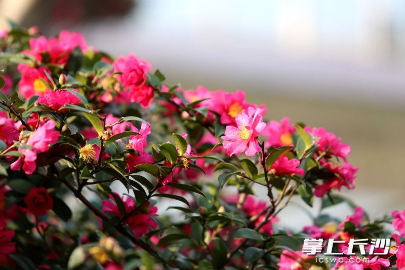 茶花开得正艳。 茶花开得正艳。