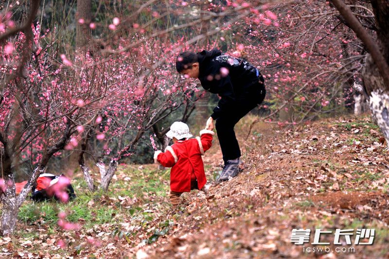 市民在赏梅。 市民在赏梅。