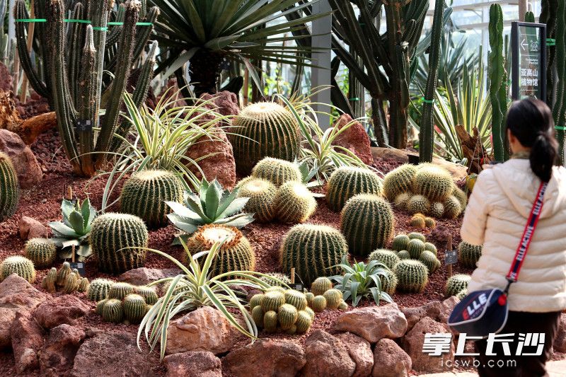 寒冬腊月，省植物园1500多平方米的沙生植物馆内，却是根壮叶绿、生机盎然。 均为长沙晚报全媒体记者贺文兵摄