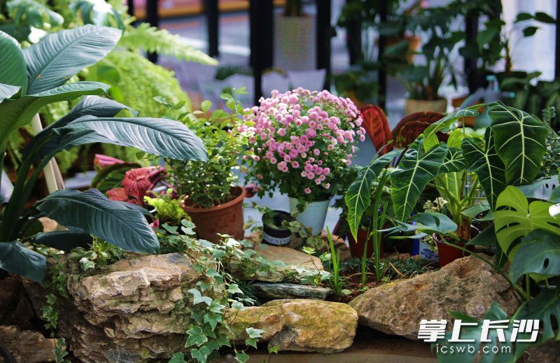 数十种精品蝴蝶兰或悬于空中,或立于花架,宛如春天。 数十种精品蝴蝶兰或悬于空中,或立于花架,宛如春天。