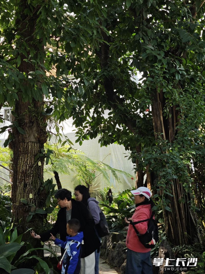 在绿意繁花中邂逅别样年味。 均为长沙晚报全媒体记者贺文兵摄 在绿意繁花中邂逅别样年味。 均为长沙晚报全媒体记者贺文兵摄