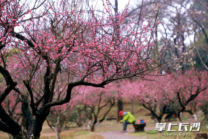 春节长假来省植物园寻春赏花正当时。 均为长沙晚报全媒体记者贺文兵摄