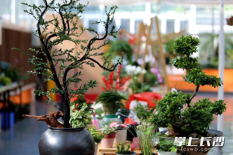 “天际苑”科研展览温室内绿植与鲜花相映。