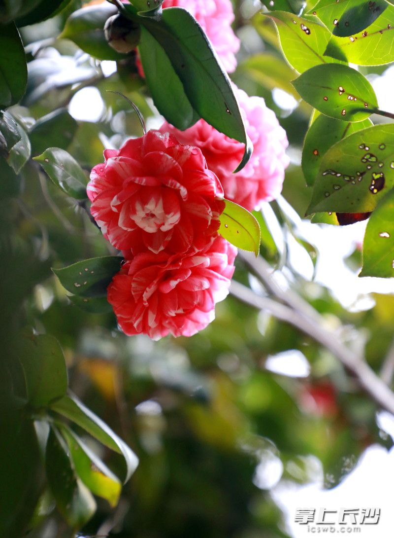 茶花绽放。