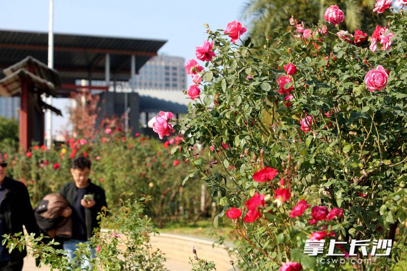 月季花开。