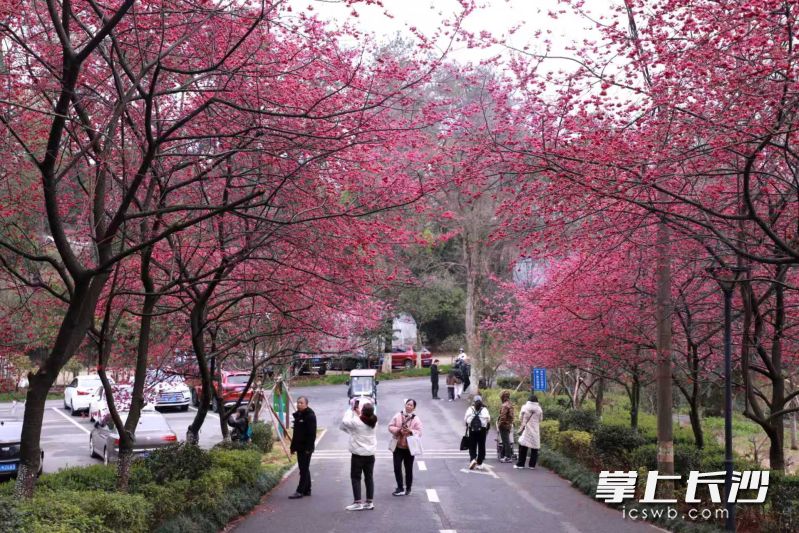 在樱花大道入口处,两株牡丹樱花分列道路两边,红艳艳的樱花形成了一个巨大的“拱门”。 均为湖南省植物园供图 在樱花大道入口处,两株牡丹樱花分列道路两边,红艳艳的樱花形成了一个巨大的“拱门”。 均为湖南省植物园供图