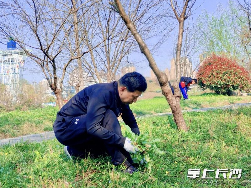 天心区教育局党委委员、雅礼书院中学党委书记张其林带领党员教师与团员青年“党建带团建”植树护绿暨传统文化学习活动。均为通讯员 陈缘 摄 天心区教育局党委委员、雅礼书院中学党委书记张其林带领党员教师与团员青年“党建带团建”植树护绿暨传统文化学习活动。均为通讯员 陈缘 摄