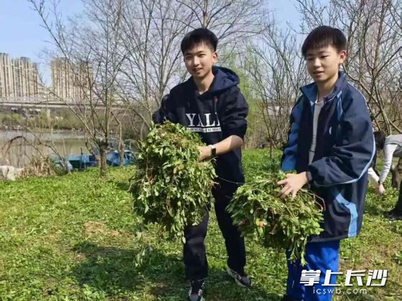 动手清理草坪呵护绿色,虽然辛苦但是收获满满。 动手清理草坪呵护绿色,虽然辛苦但是收获满满。