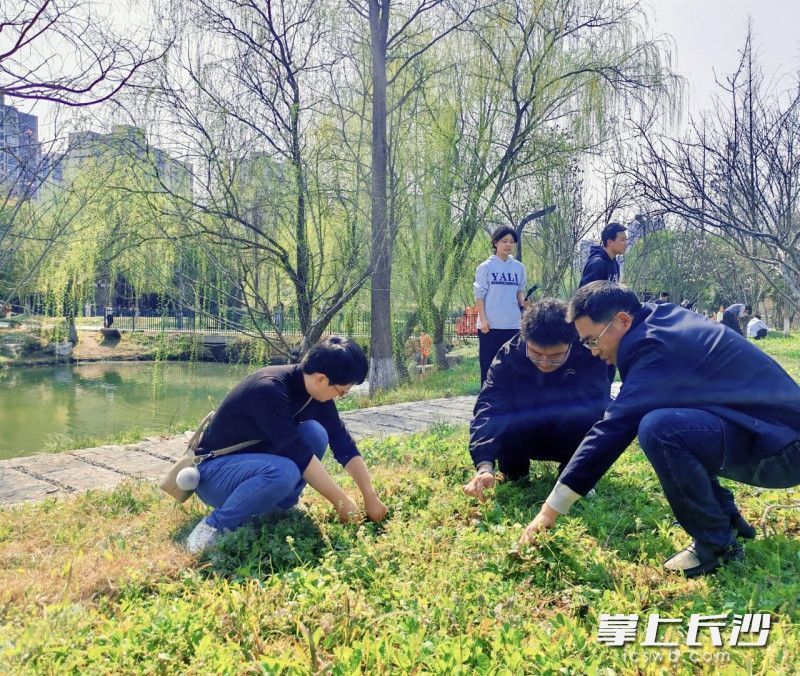 活动中,师生们分工协作清理杂草。 活动中,师生们分工协作清理杂草。