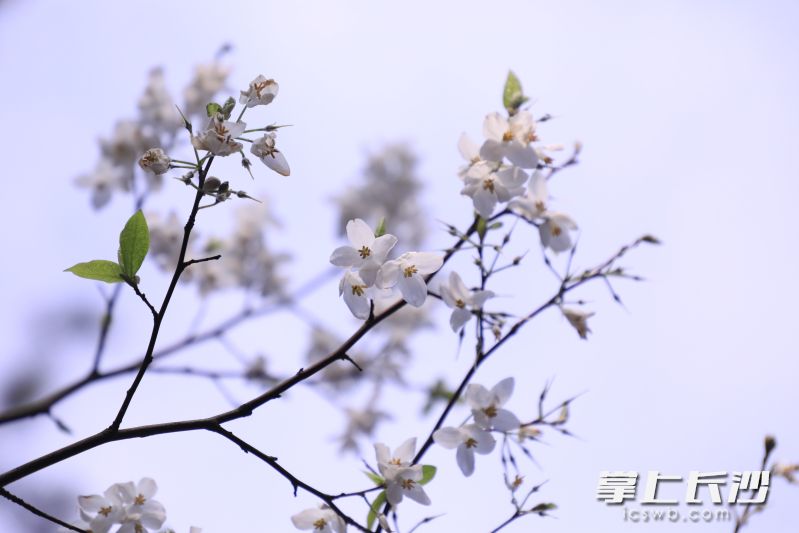 长果秤锤树是我国特产树种,也是珍贵园林观赏树种。 长果秤锤树是我国特产树种,也是珍贵园林观赏树种。