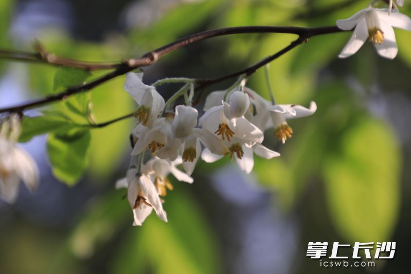 湖南省植物园长果秤锤树进入盛花期。 均为长沙晚报通讯员彭炜摄 湖南省植物园长果秤锤树进入盛花期。 均为长沙晚报通讯员彭炜摄