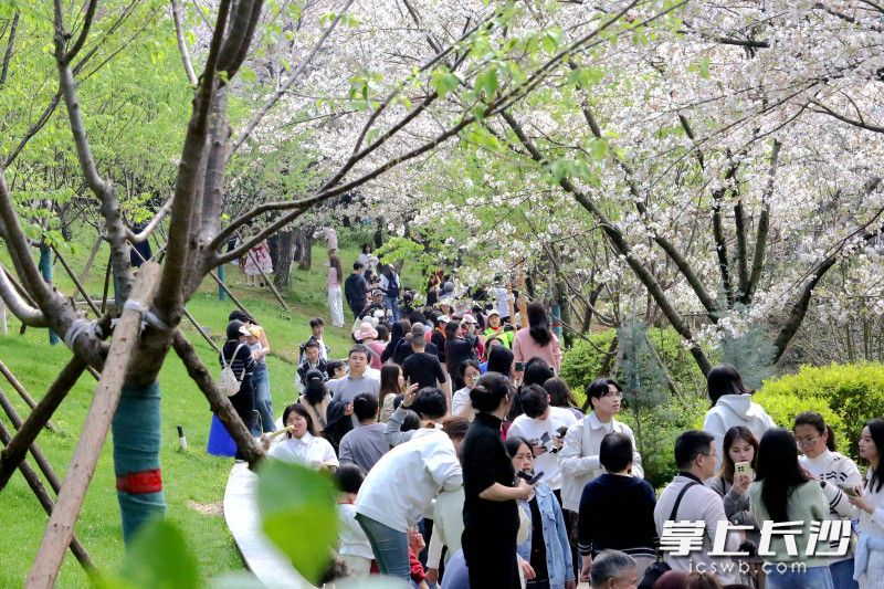 晴日赏樱好惬意，省植物园踏青游客突破4万人次。 均为长沙晚报全媒体记者贺文兵摄