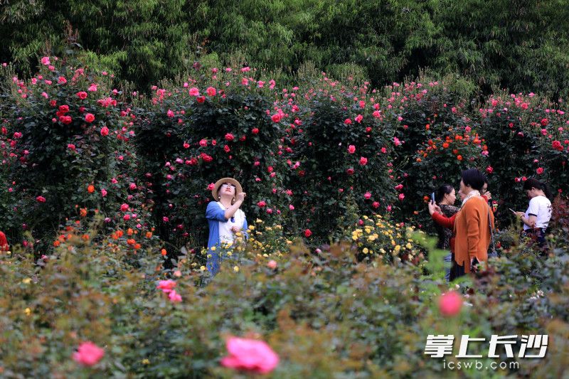 省植物园月季、玫瑰与波斯菊陆续进入盛花期。 均为长沙晚报通讯员彭炜摄