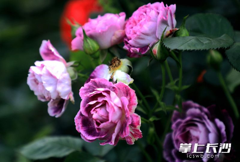 树状月季花朵直径可达10～15厘米。