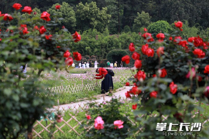 省植物园是五一假期赏花打卡的好去处。
