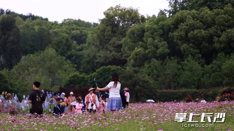 占地约26000平方米的波斯菊花海。