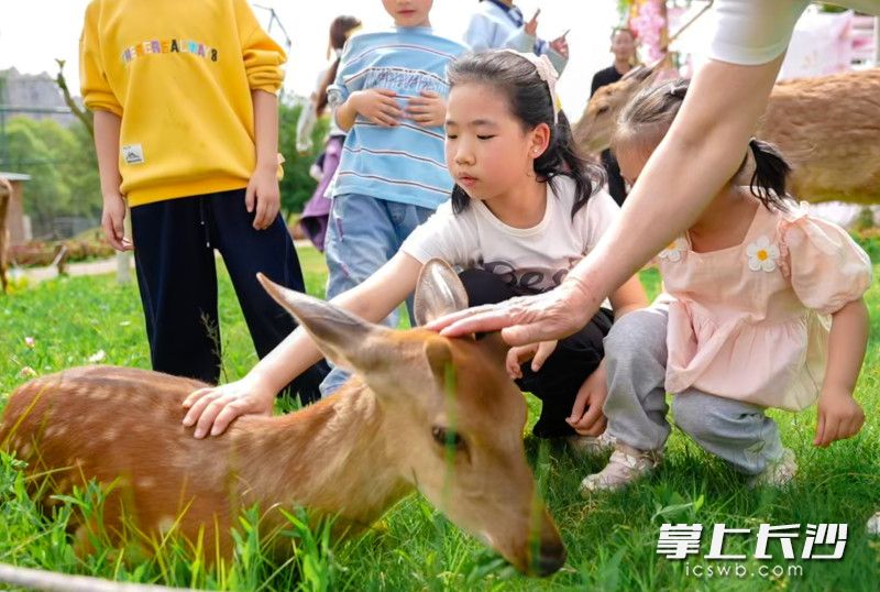 与小萌宠互动。 与小萌宠互动。